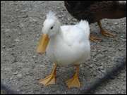 Click to display the file, DSC01622.jpg