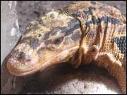 Click to display the file, DSC07195.jpg