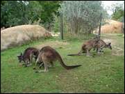 Click to display the file, DSC07199.jpg