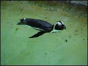 Click to display the file, DSC07217.jpg