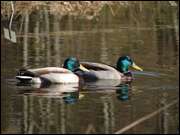 Click to display the file, DSC03053.jpg