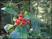 Click to display the file, DSC03062.jpg