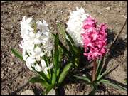 Click to display the file, DSC03063.jpg