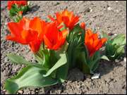 Click to display the file, DSC03065.jpg