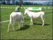 Click to display the file, DSC06998.jpg