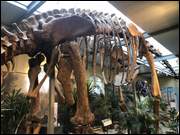 Click to display the file, IMG_5078.jpg