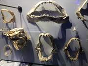 Click to display the file, IMG_5108.jpg