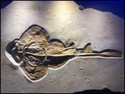 Click to display the file, IMG_5109.jpg