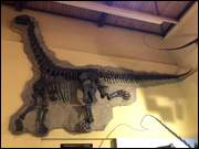 Click to display the file, IMG_5110.jpg