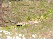 Click to display the file, DSC03866.jpg