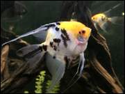 Click to display the file, DSC_(39).jpg