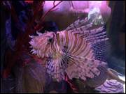 Click to display the file, DSC_(42).jpg