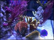 Click to display the file, DSC_(43).jpg