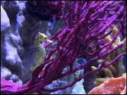 Click to display the file, DSC_(44).jpg