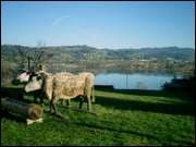 Click to display the file, CIMG0032.jpg