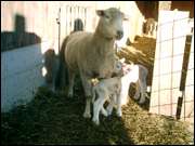 Click to display the file, CIMG0035.jpg