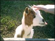 Click to display the file, CIMG0041.jpg