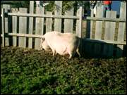 Click to display the file, CIMG0047.jpg