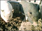 Click to display the file, CIMG0050.jpg