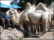 Click to display the file, DSC03967.jpg