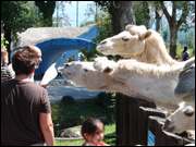 Click to display the file, DSC03971.jpg