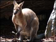 Click to display the file, DSC03976.jpg