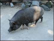 Click to display the file, DSC03983.jpg