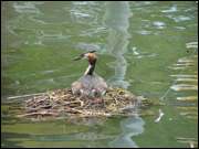 Click to display the file, DSC03766.jpg