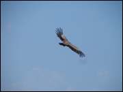 Click to display the file, DSC03795.jpg