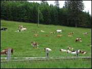 Click to display the file, DSC03594.jpg