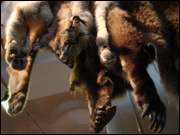 Click to display the file, DSC06174.jpg