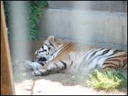 Click to display the file, DSC06670.jpg