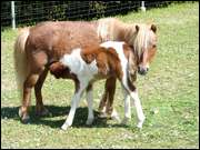 Click to display the file, DSC06690.jpg