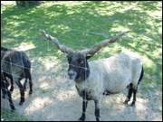 Click to display the file, DSC06691.jpg