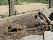 Click to display the file, DSC06706.jpg