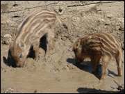 Click to display the file, DSC06708.jpg