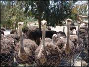 Click to display the file, DSC03563.jpg