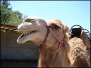 Click to display the file, DSC03565.jpg