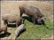 Click to display the file, DSC03567.jpg