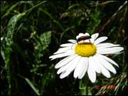 Click to display the file, DSC06895.jpg