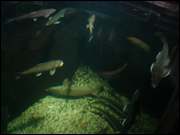 Click to display the file, DSC05974.jpg