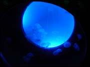 Click to display the file, DSC05978.jpg