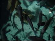 Click to display the file, DSC05982.jpg