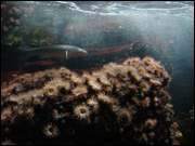 Click to display the file, DSC05987.jpg