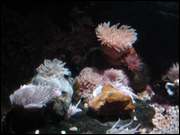 Click to display the file, DSC05988.jpg