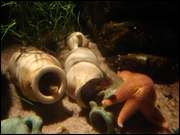 Click to display the file, DSC05990.jpg