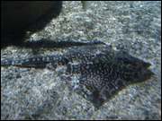 Click to display the file, DSC05993.jpg