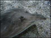 Click to display the file, DSC05994.jpg