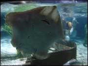 Click to display the file, DSC05996.jpg