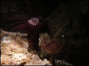 Click to display the file, DSC06011.jpg